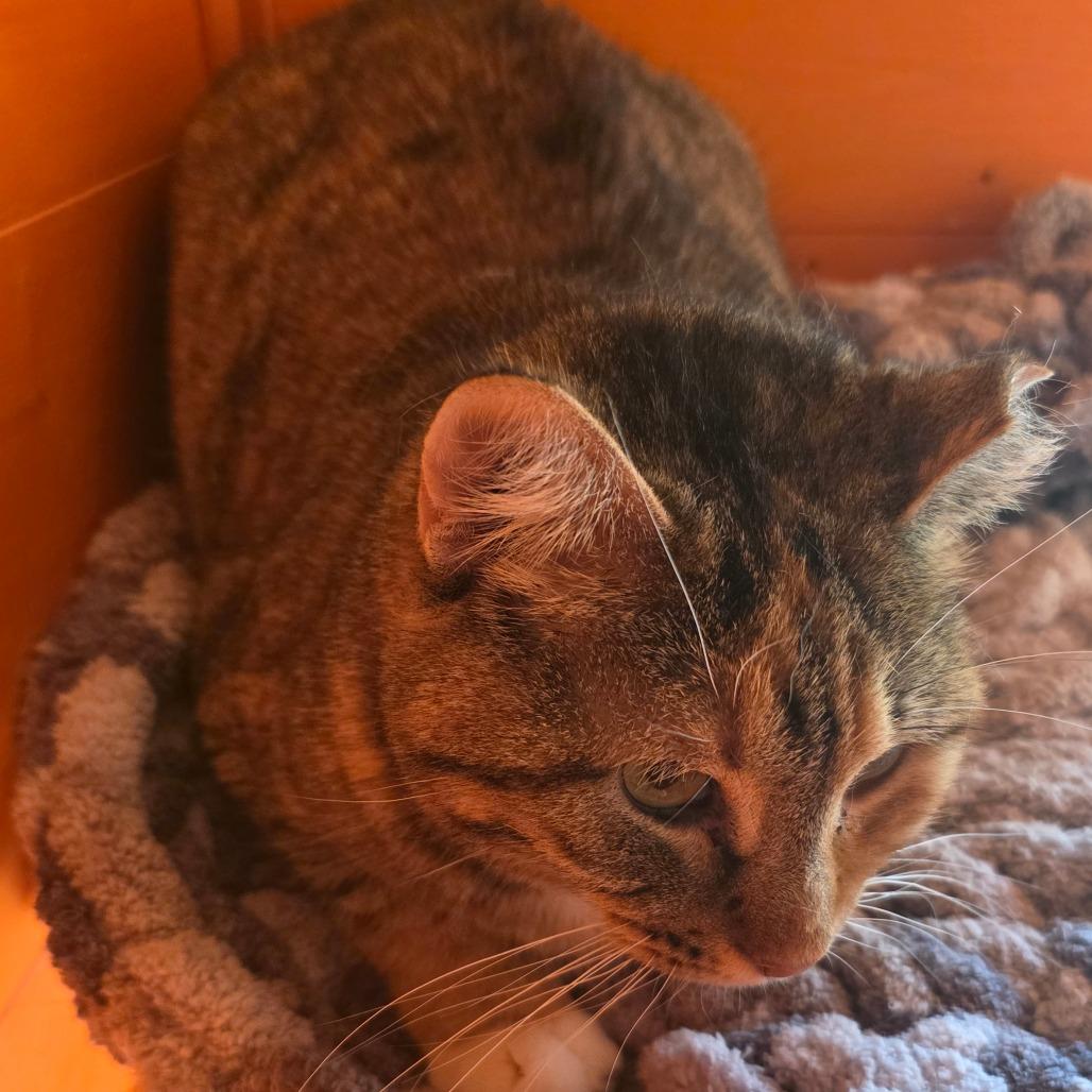 Enlarge Cassie, a Adoptable Domestic Short Hair in Natchitoches, LA image 4/4