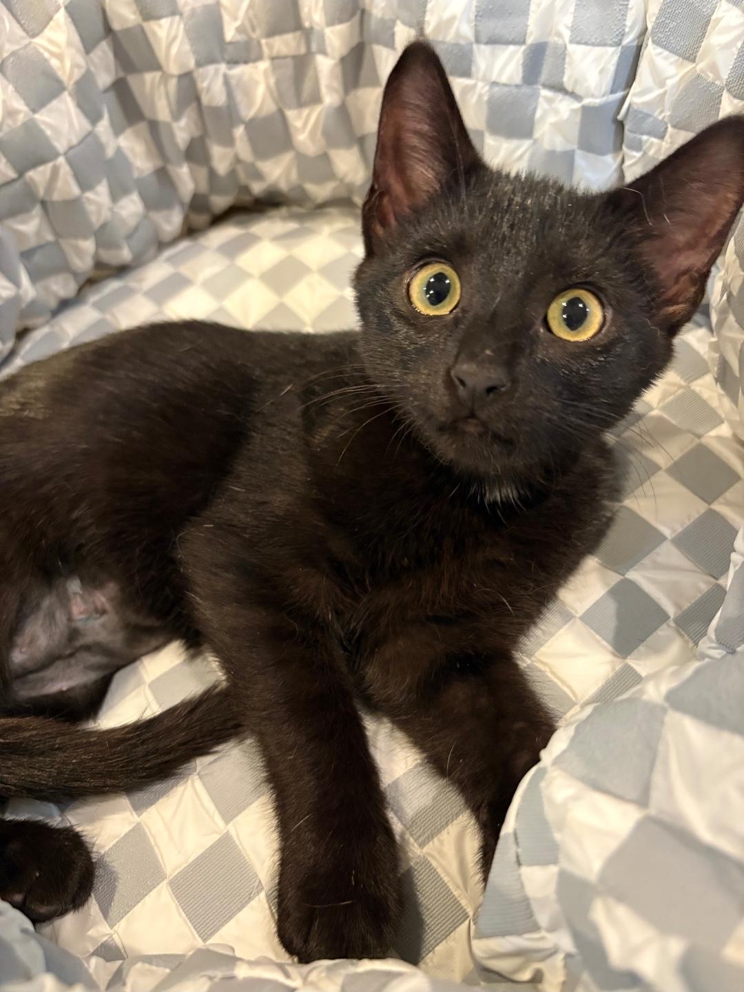 Enlarge Mimi, a Adoptable Domestic Short Hair in Lincoln, NE image 3/5