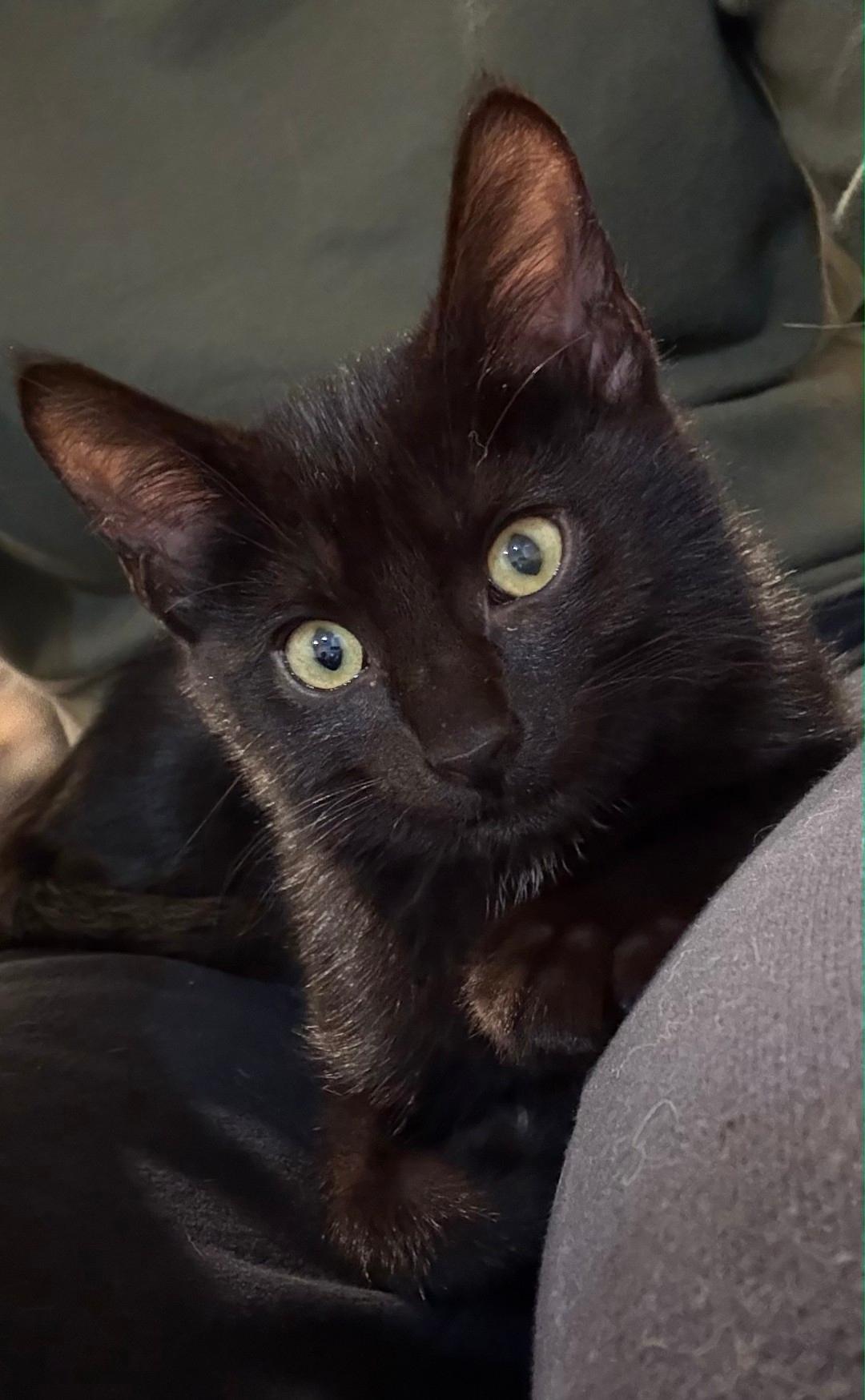 Enlarge Mimi, a Adoptable Domestic Short Hair in Lincoln, NE image 1/5