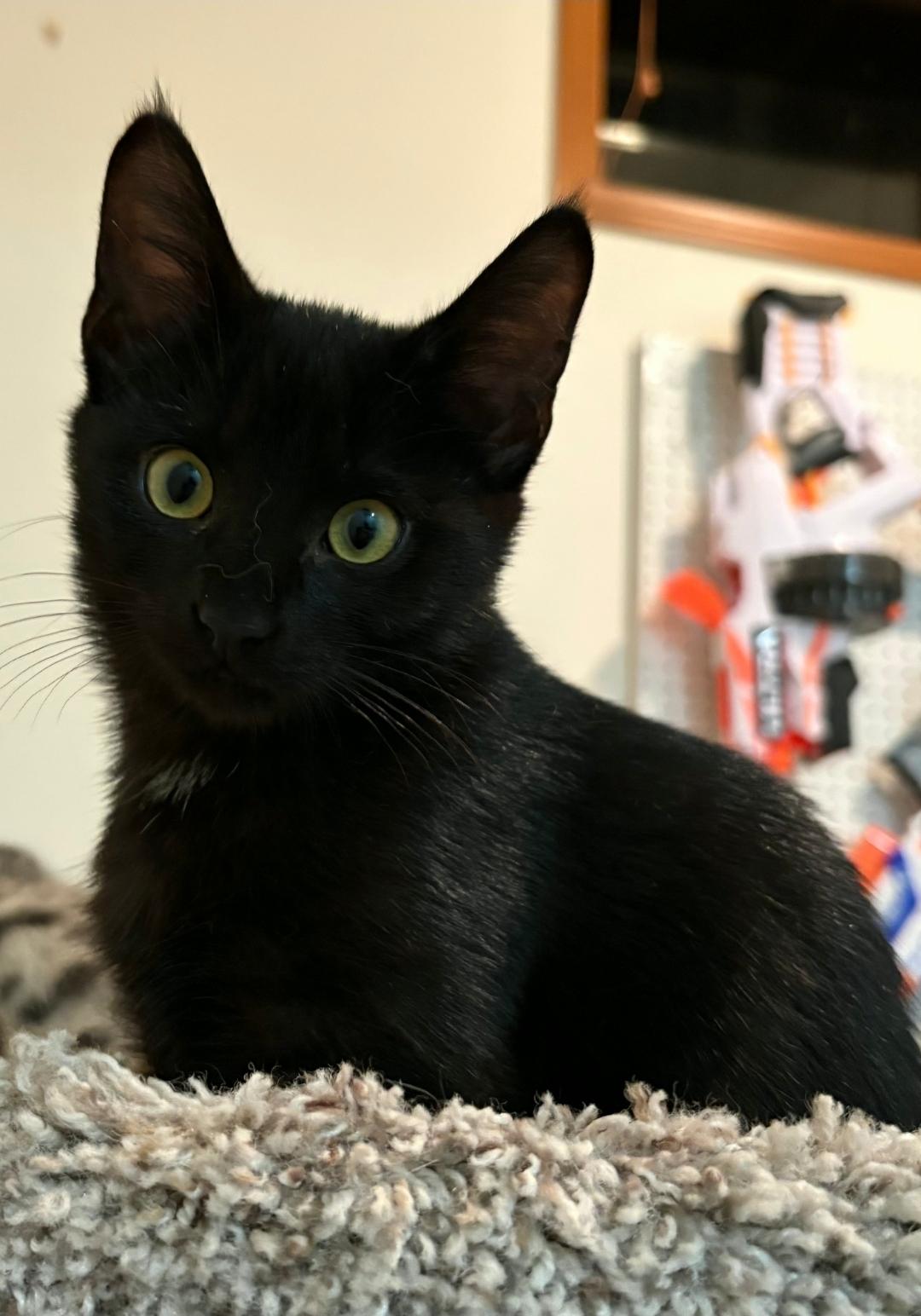 Enlarge Mimi, a Adoptable Domestic Short Hair in Lincoln, NE image 4/5