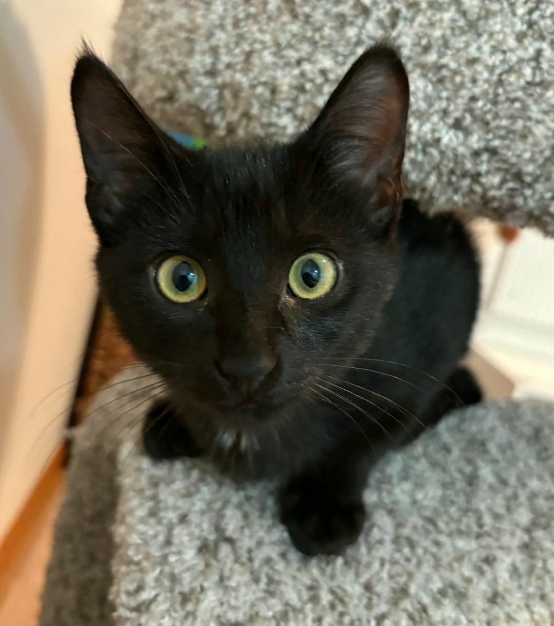Enlarge Mimi, a Adoptable Domestic Short Hair in Lincoln, NE image 5/5