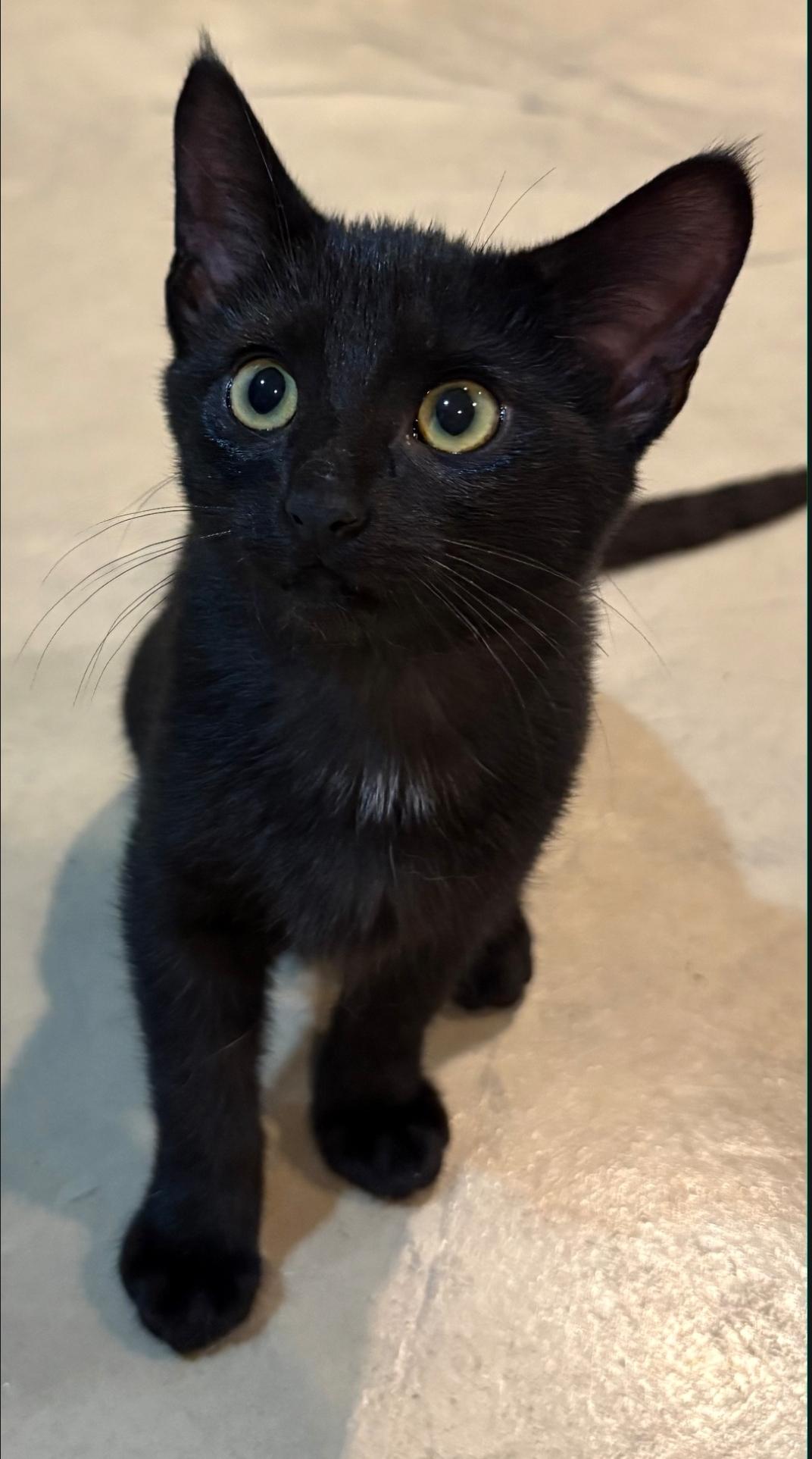 Enlarge Mimi, a Adoptable Domestic Short Hair in Lincoln, NE image 2/5