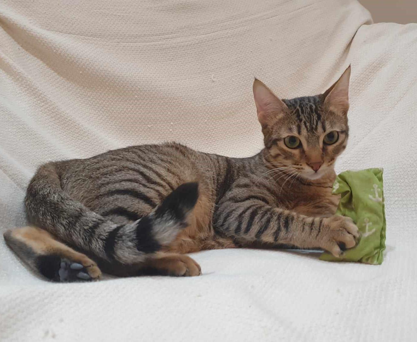 Delightful Dalilah, Adoptable, Adult Female Egyptian Mau.