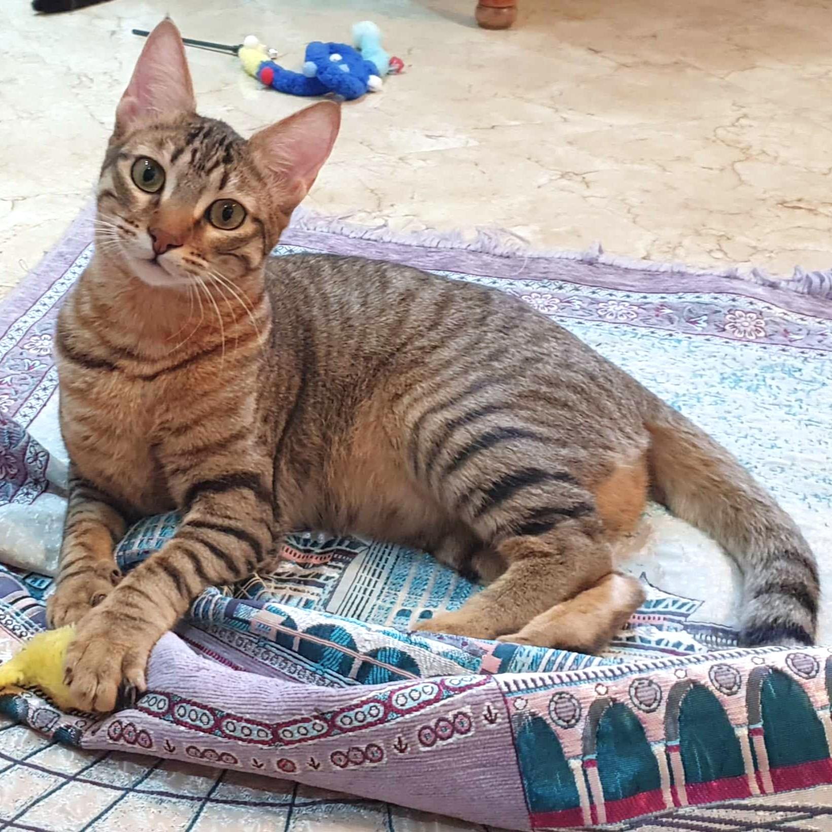 Delightful Dalilah, a Adoptable Egyptian Mau in Mississauga, ON image 3/6
