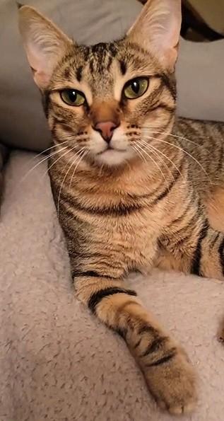 Delightful Dalilah, a Adoptable Egyptian Mau in Mississauga, ON image 4/6