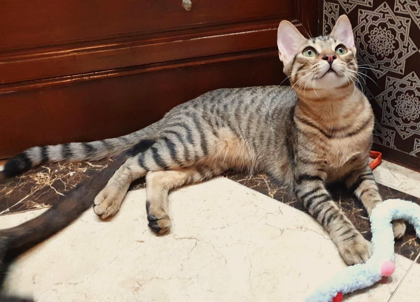 Delightful Dalilah, a Adoptable Egyptian Mau in Mississauga, ON image 5/6