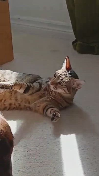 Enlarge Delightful Dalilah, a Adoptable Egyptian Mau in Mississauga, ON video 6/6