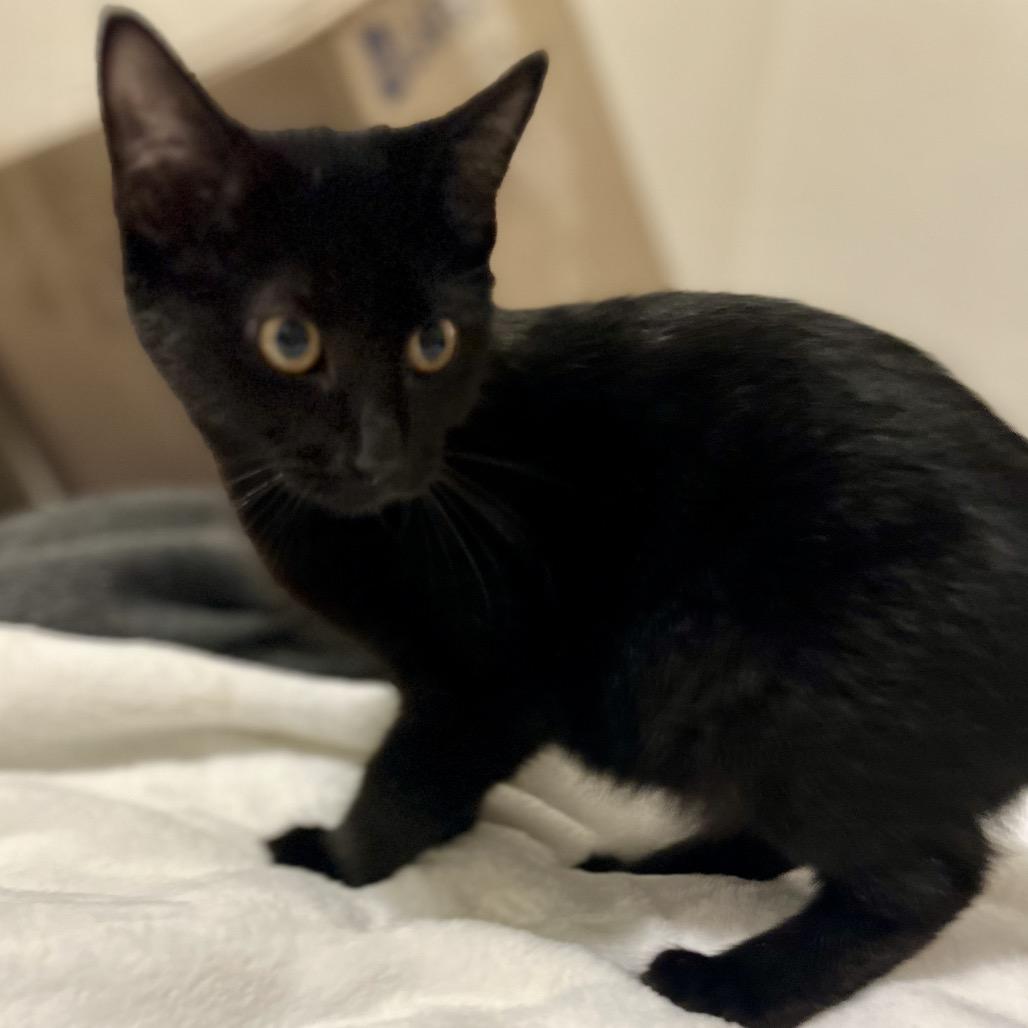 Ash, Adoptable, Kitten Male Domestic Short Hair.