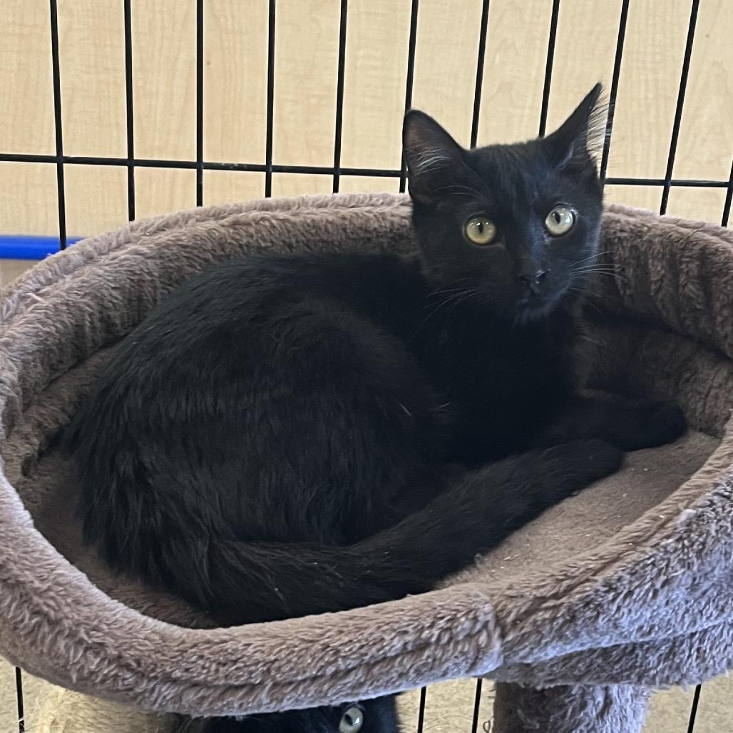 Enlarge Ash, a Adoptable Domestic Short Hair in Pittsburg, KS image 1/2