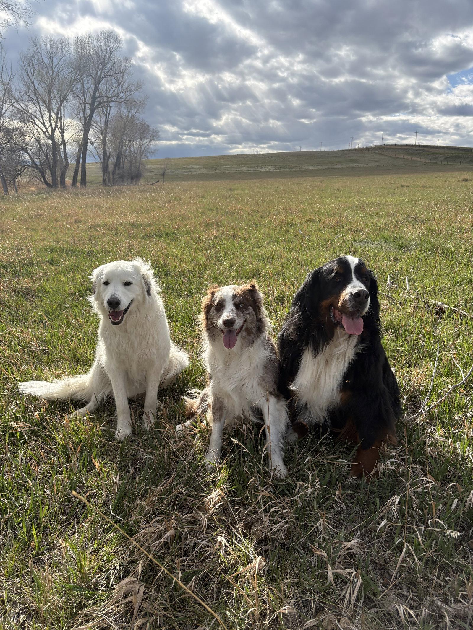 Bailey, Adoptable, Adult Female Maremma Sheepdog & Great Pyrenees.