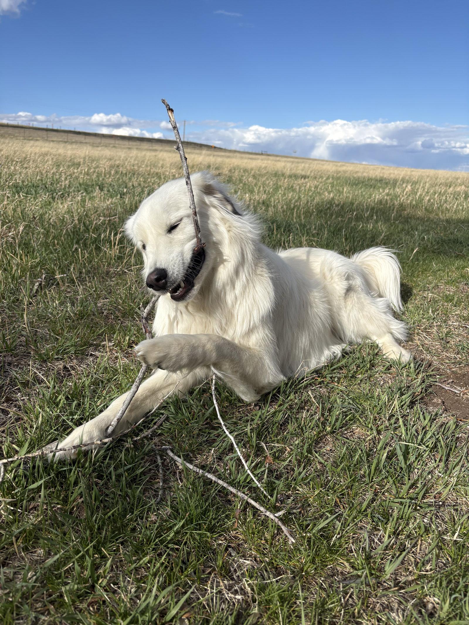 Enlarge Bailey, a Adoptable mixed breed in Bountiful, UT image 2/3