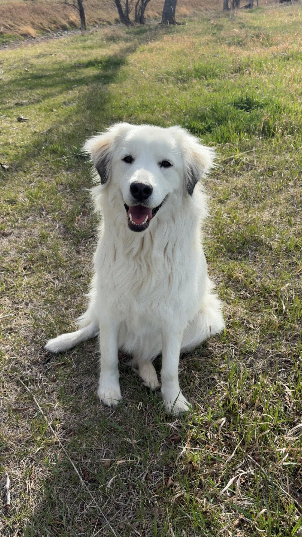 Enlarge Bailey, a Adoptable mixed breed in Bountiful, UT image 3/3