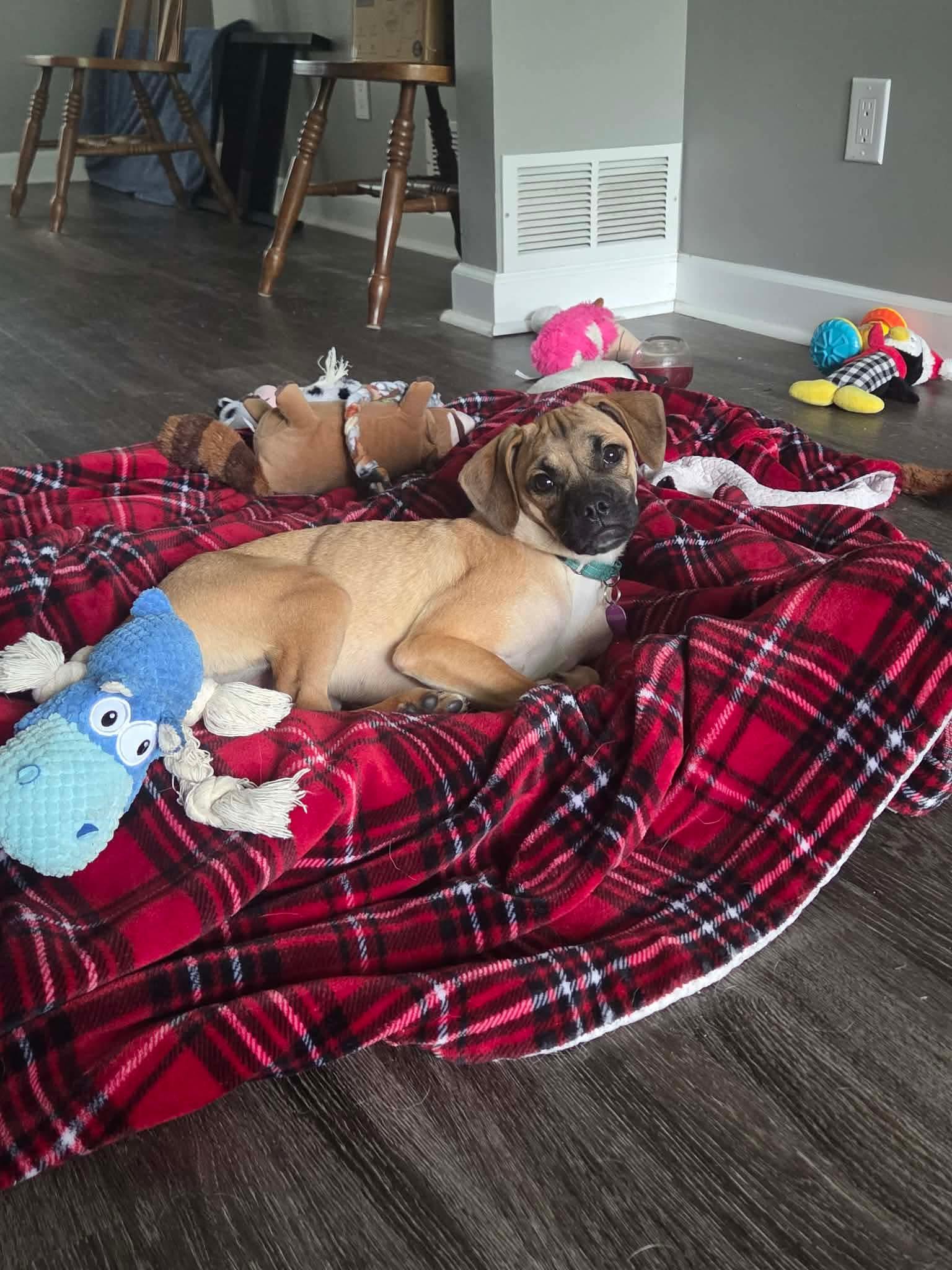 Laurel, Adoptable, Puppy Female Pug & Boxer.