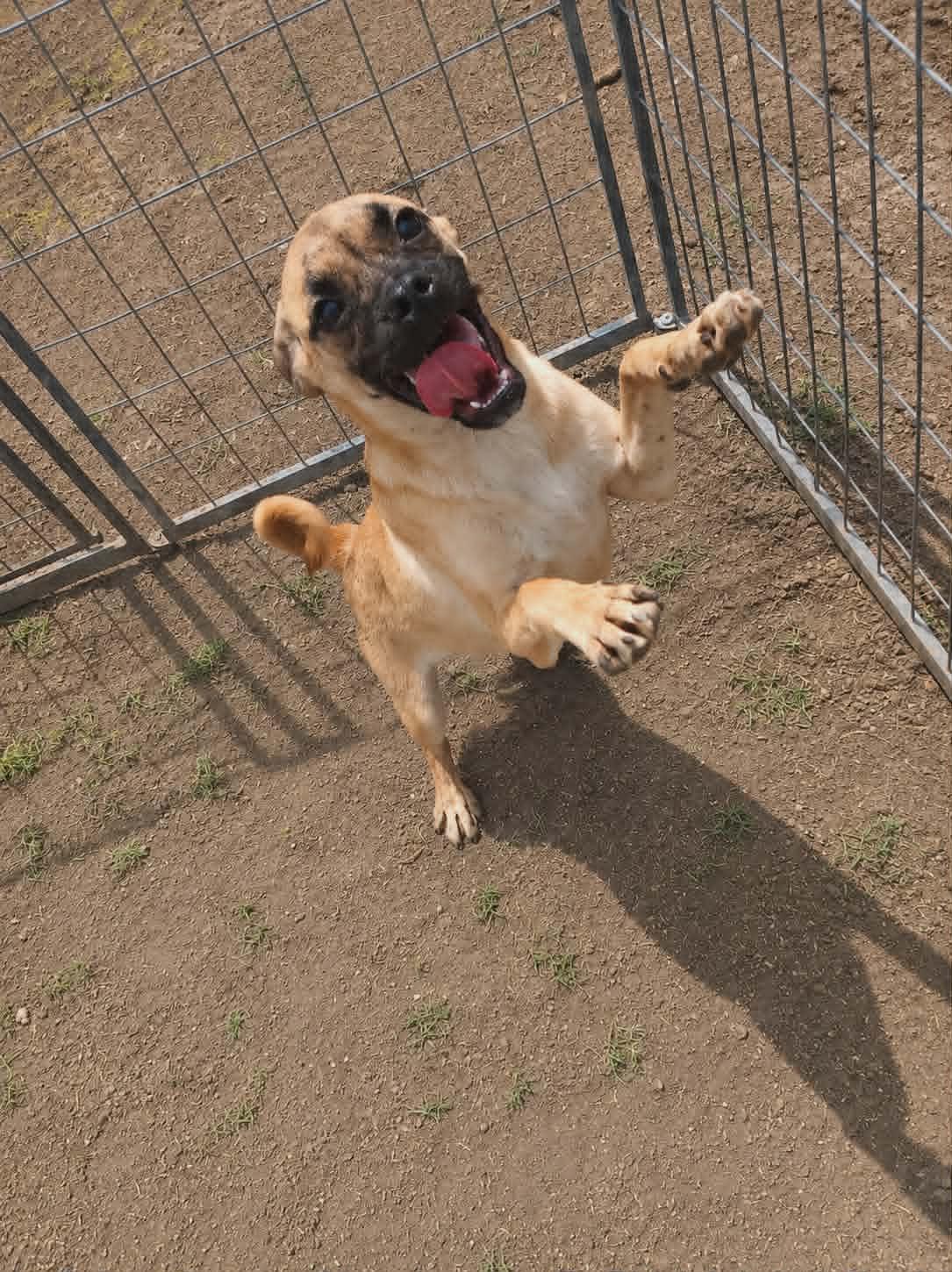 Laurel, Adoptable, Puppy Female Pug & Boxer.