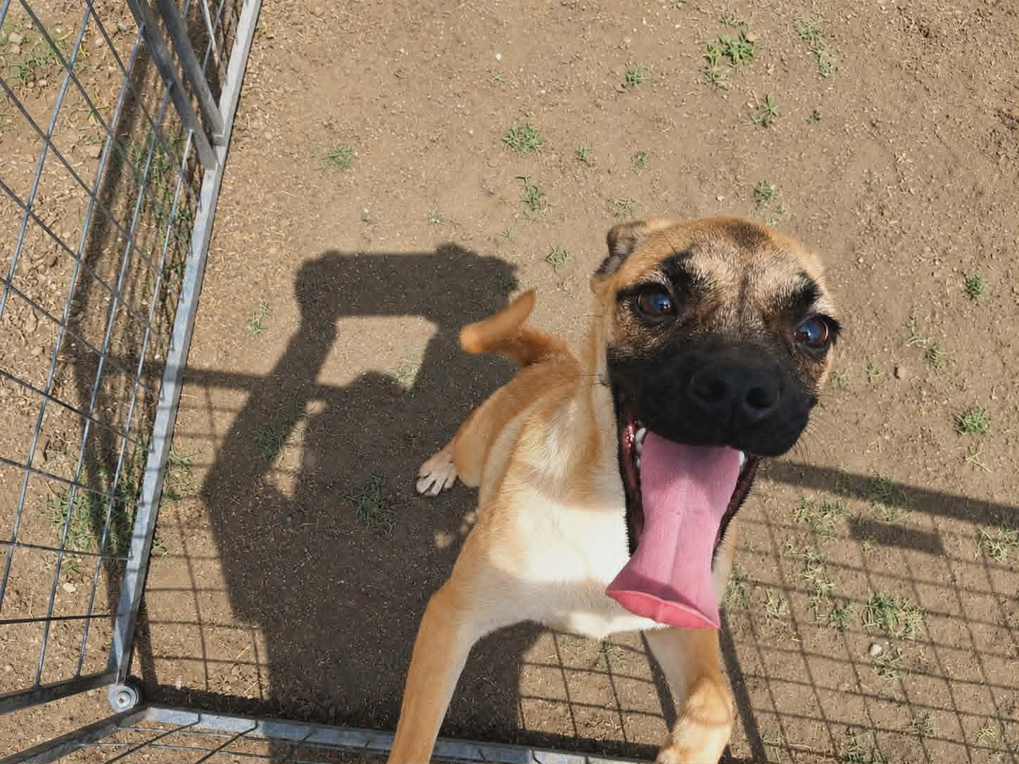 Laurel, a Adoptable mixed breed in Minneapolis, MN image 2/2