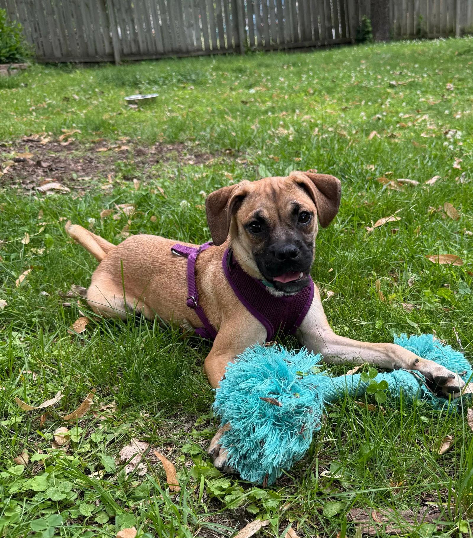 Laurel, a Adoptable mixed breed in Minneapolis, MN image 2/3
