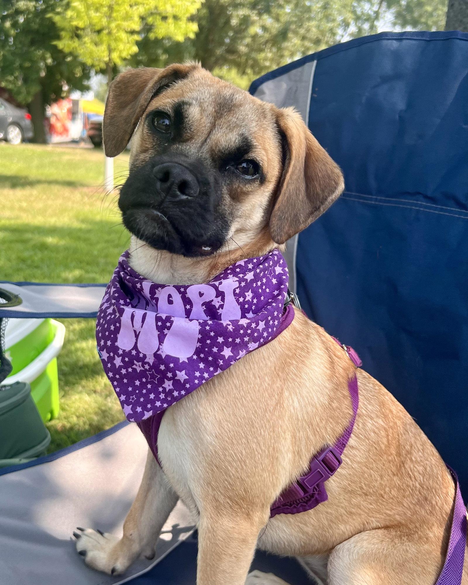 Laurel, a Adoptable mixed breed in Minneapolis, MN image 3/3