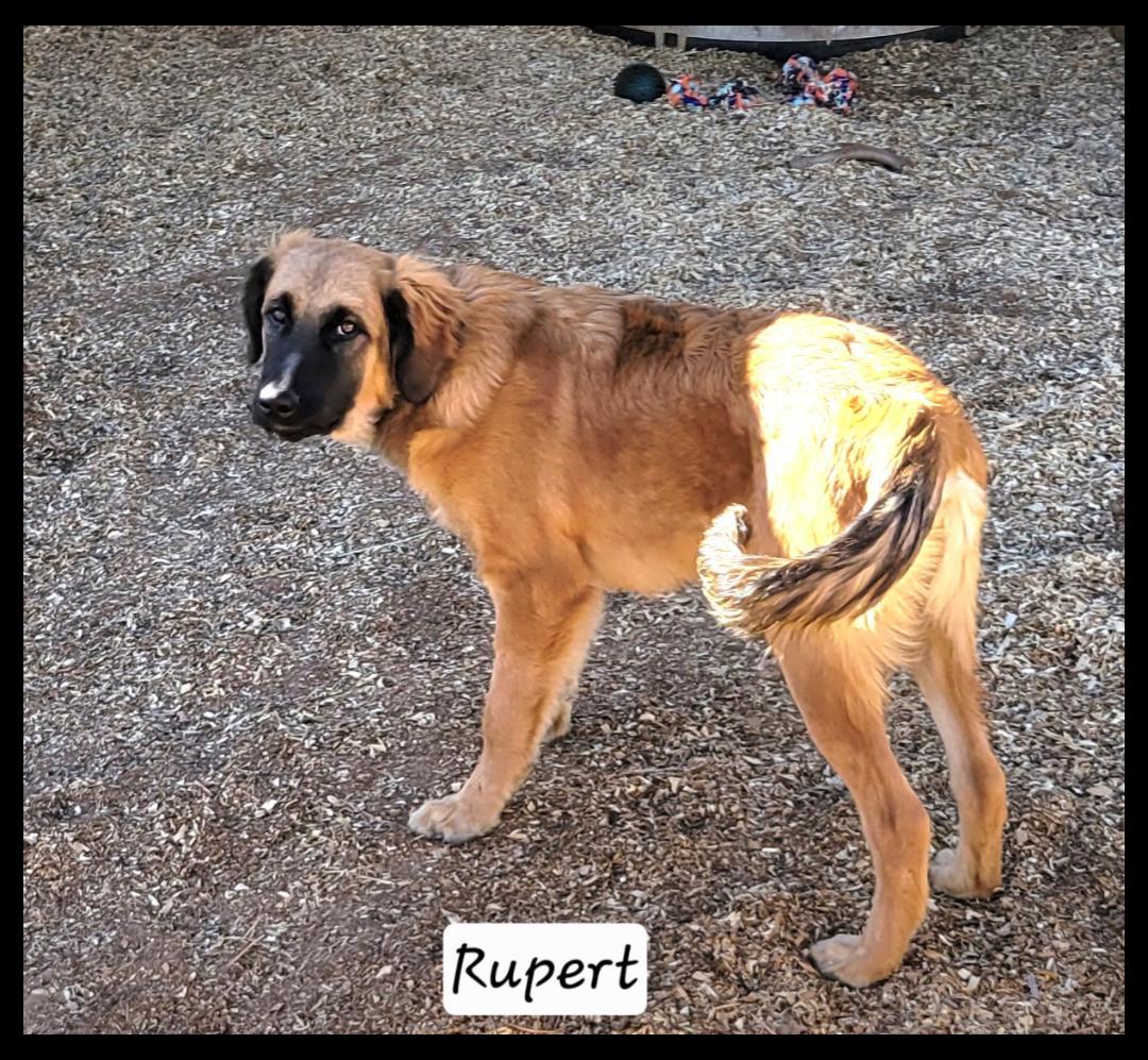 Rupert, ADOPTABLE, Young Male Shepherd & Golden Retriever.