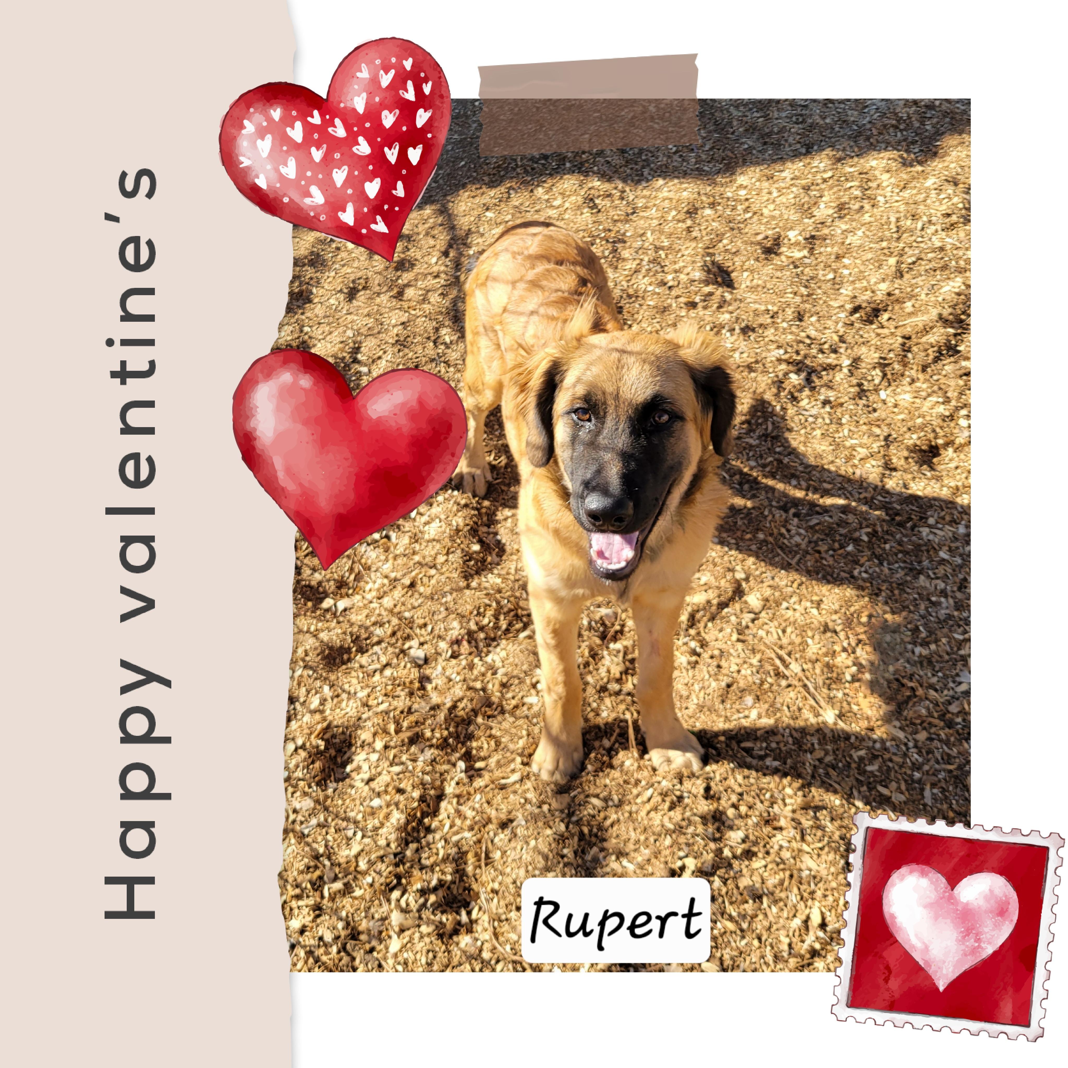 Rupert, ADOPTABLE, Young Male Shepherd & Golden Retriever.