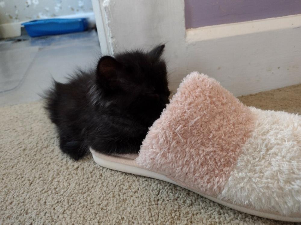 Milo (was Vamoose), Adopted, Kitten Male Maine Coon & Domestic Medium Hair.