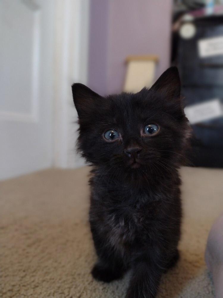 Enlarge Milo (was Vamoose), a Adopted mixed breed in Walla Walla, WA image 3/5