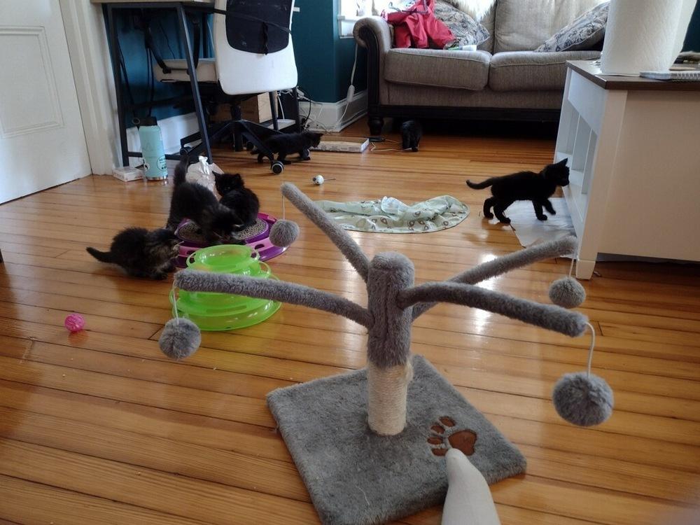 Enlarge Milo (was Vamoose), a Adopted mixed breed in Walla Walla, WA image 4/5