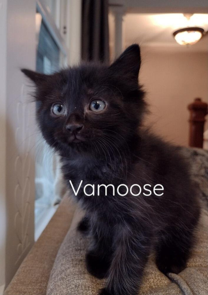 Enlarge Milo (was Vamoose), a Adopted mixed breed in Walla Walla, WA image 5/5