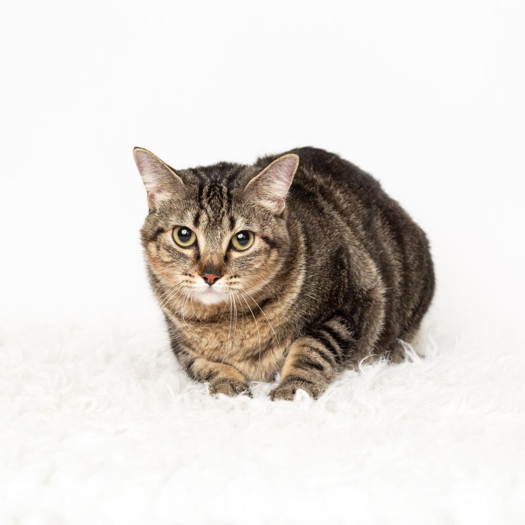 Enlarge Marla, a Adoptable Domestic Short Hair in Flower Mound, TX image 1/4