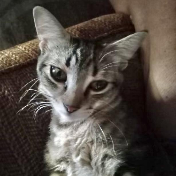 Enlarge Marla, a Adoptable Domestic Short Hair in Flower Mound, TX image 2/4