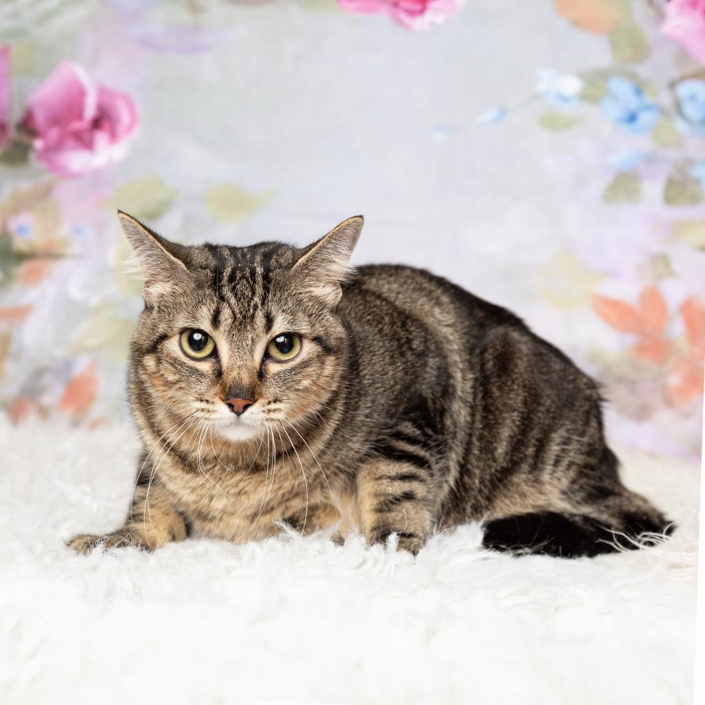 Enlarge Marla, a Adoptable Domestic Short Hair in Flower Mound, TX image 3/4