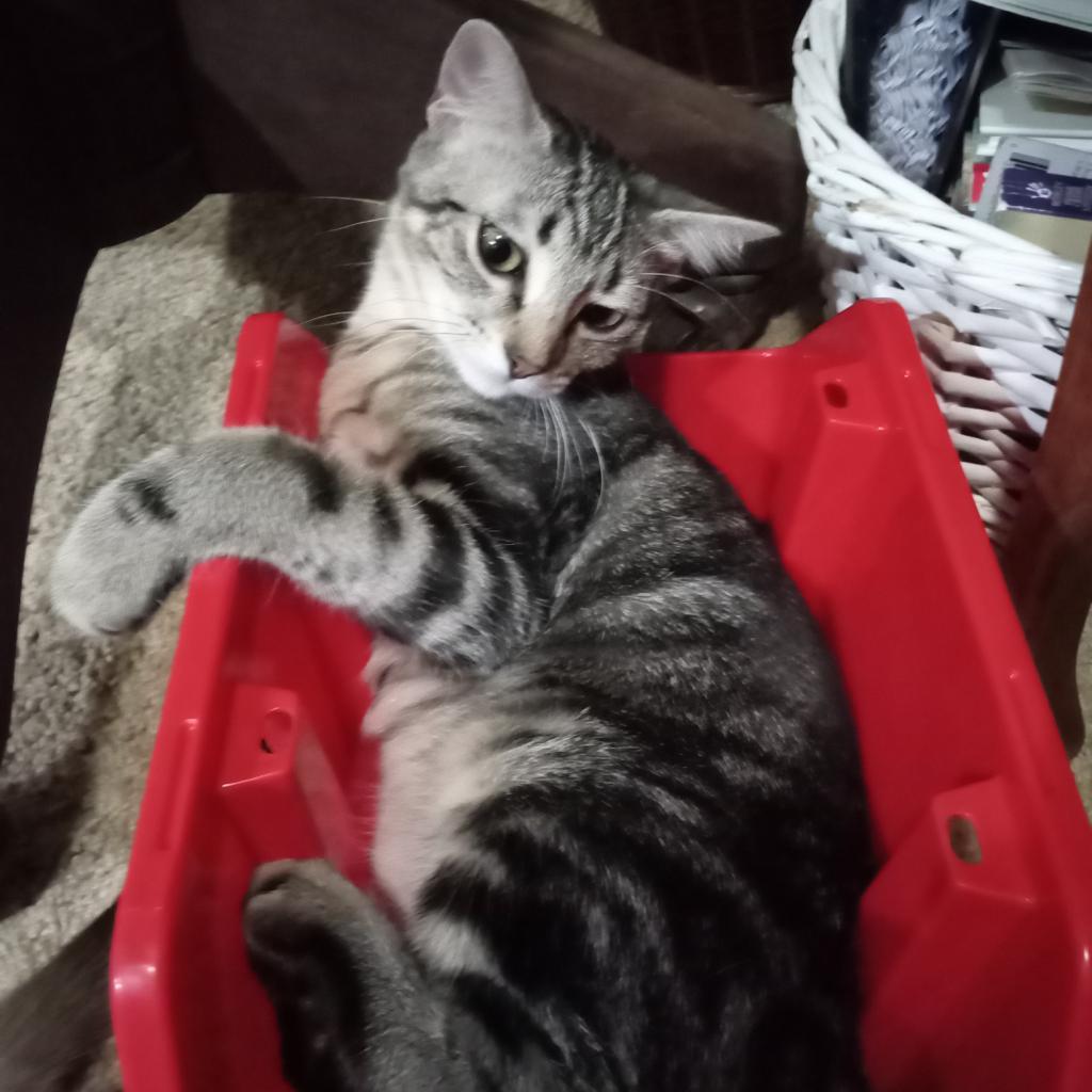 Enlarge Marla, a Adoptable Domestic Short Hair in Flower Mound, TX image 4/4