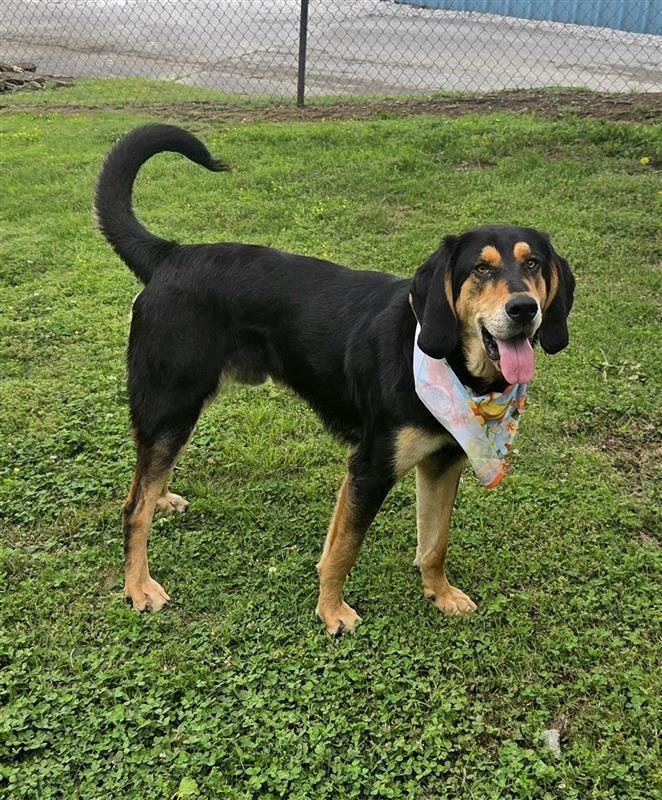 Enlarge Sergeant, a Adoptable mixed breed in Fayetteville, AR image 1/4