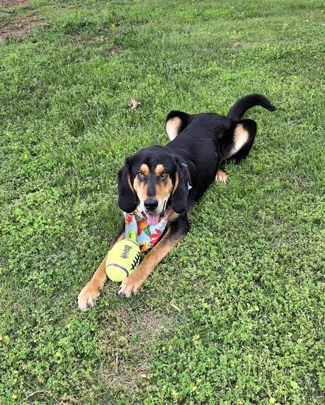 Enlarge Sergeant, a Adoptable mixed breed in Fayetteville, AR image 2/4