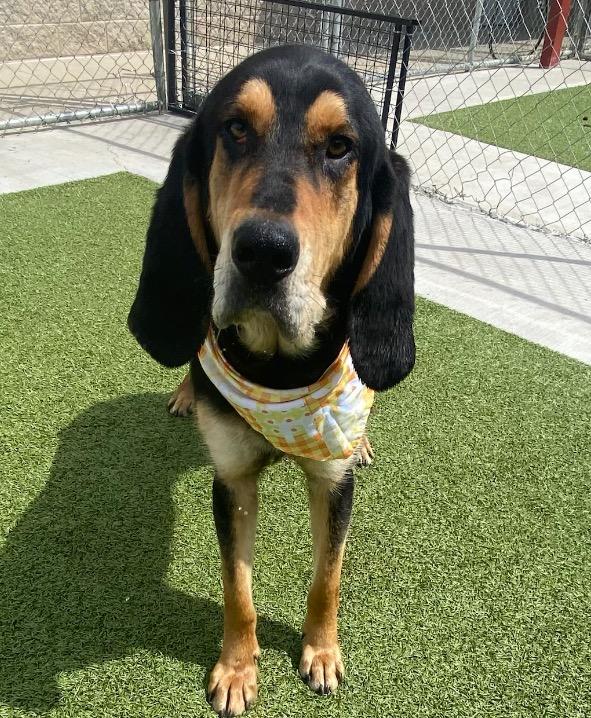 Sergeant, Adoptable, Young Male Hound & Mixed Breed.