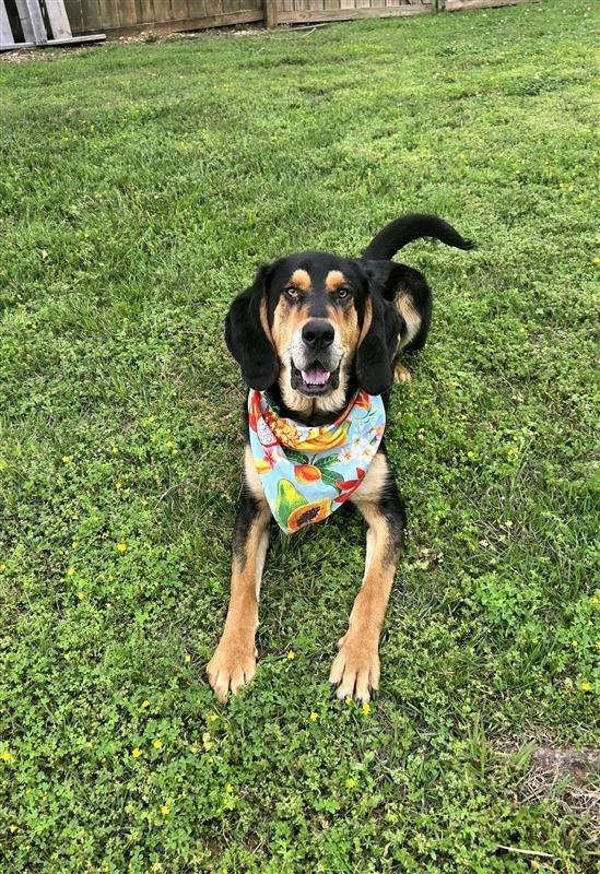 Enlarge Sergeant, a Adoptable mixed breed in Fayetteville, AR image 4/4