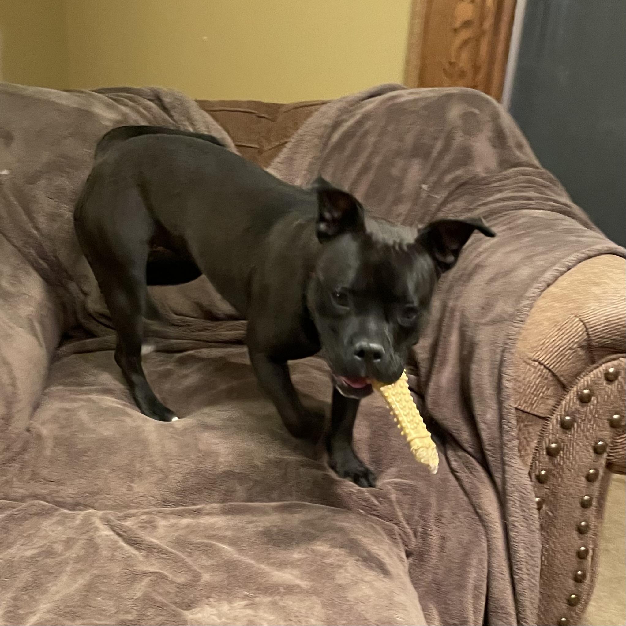 Enlarge Layla, a Adopted mixed breed in Cologne, MN image 1/6