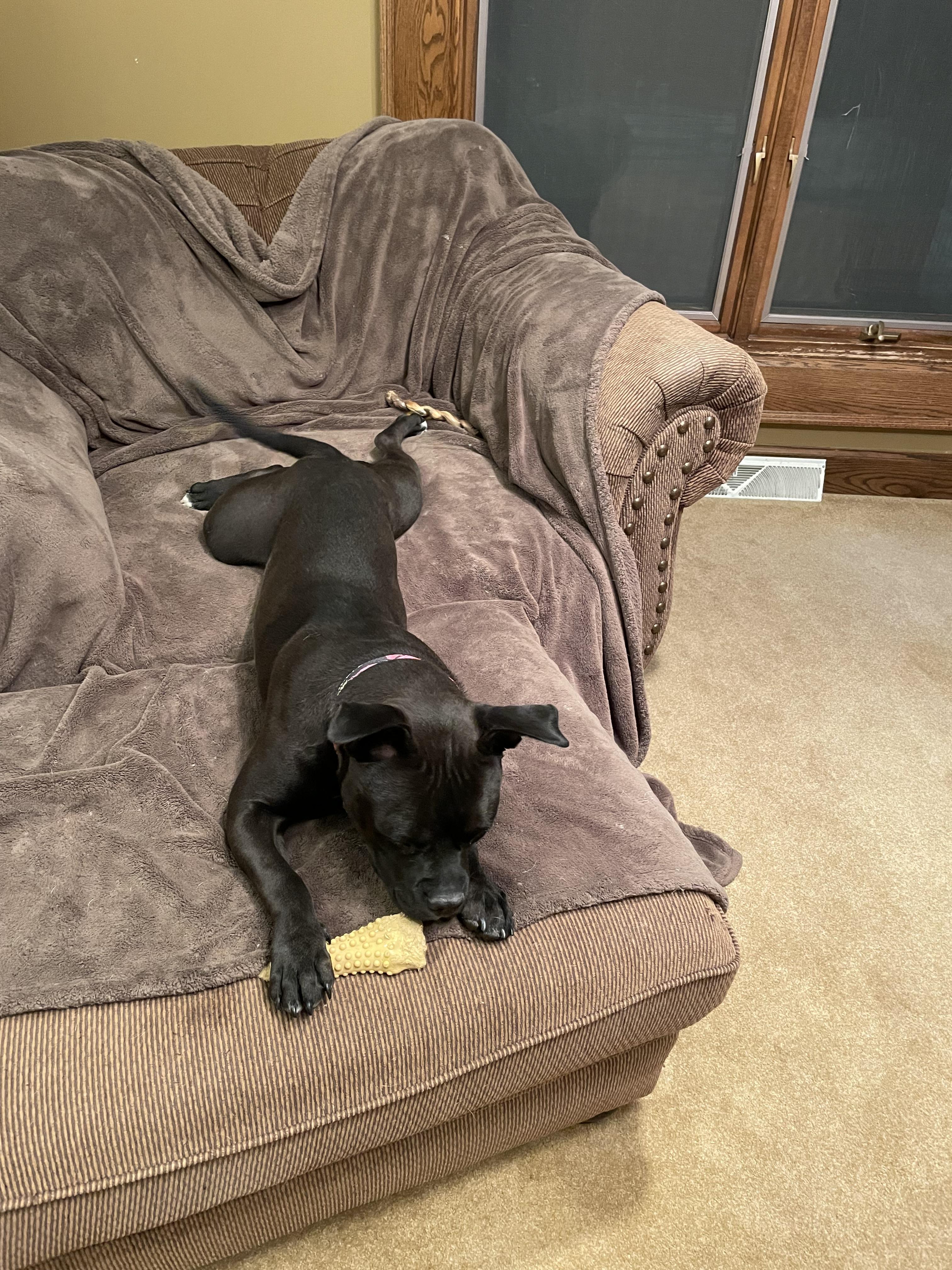 Enlarge Layla, a Adopted mixed breed in Cologne, MN image 2/6