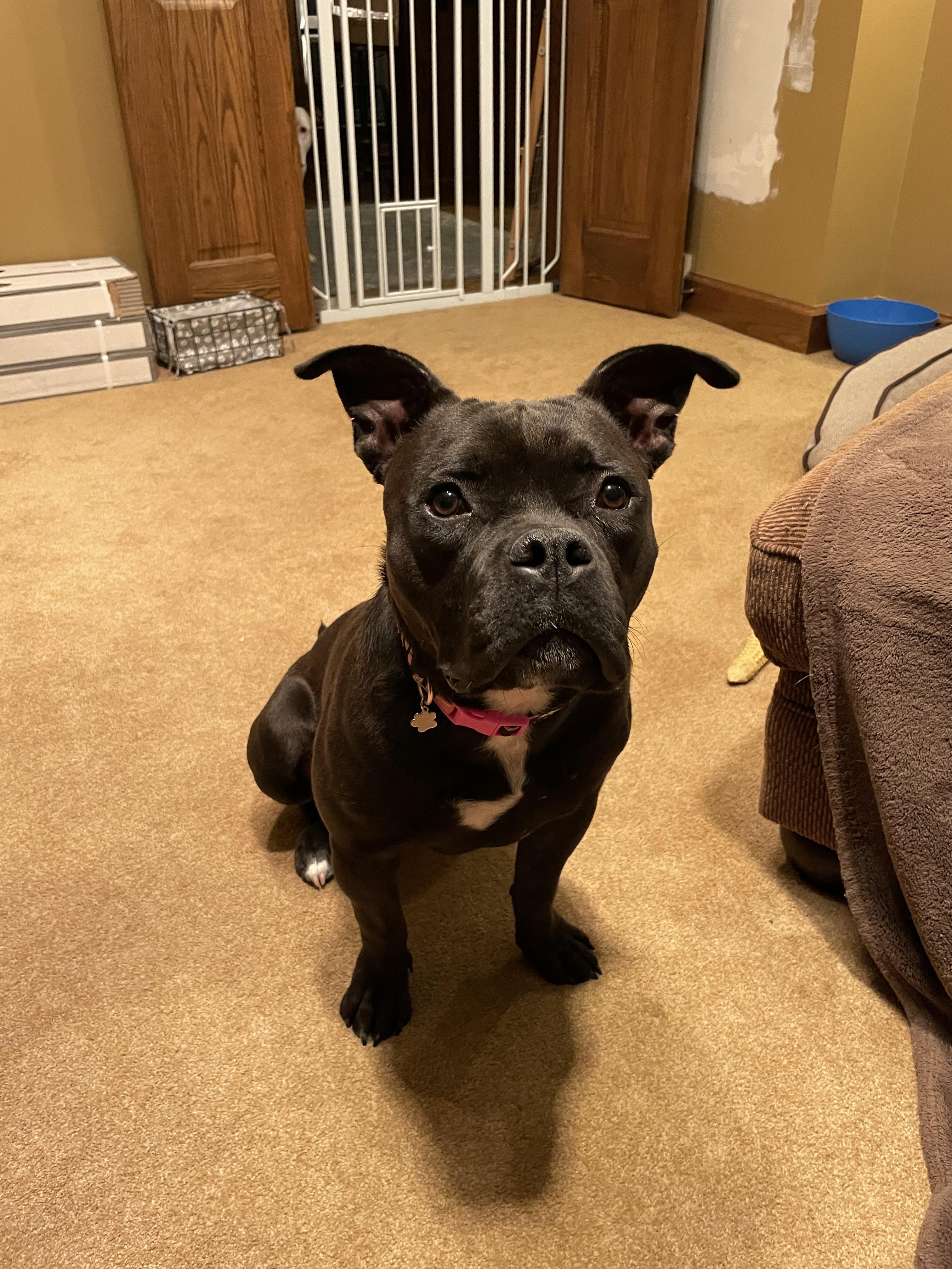 Enlarge Layla, a Adopted mixed breed in Cologne, MN image 3/6