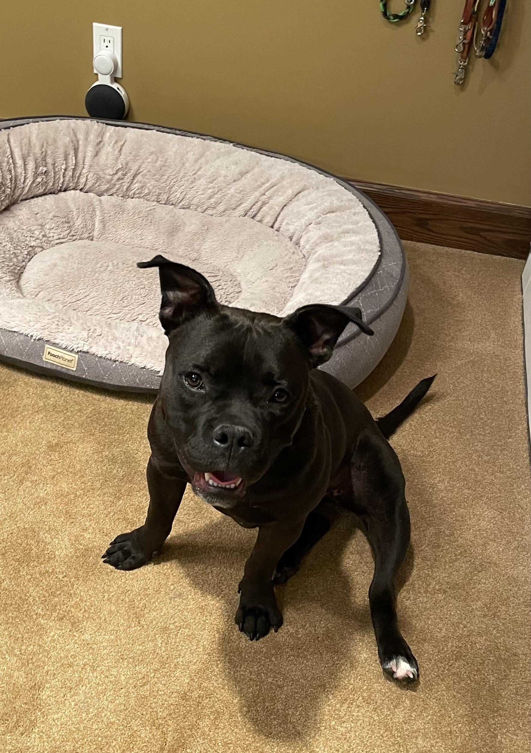 Enlarge Layla, a Adopted mixed breed in Cologne, MN image 4/6