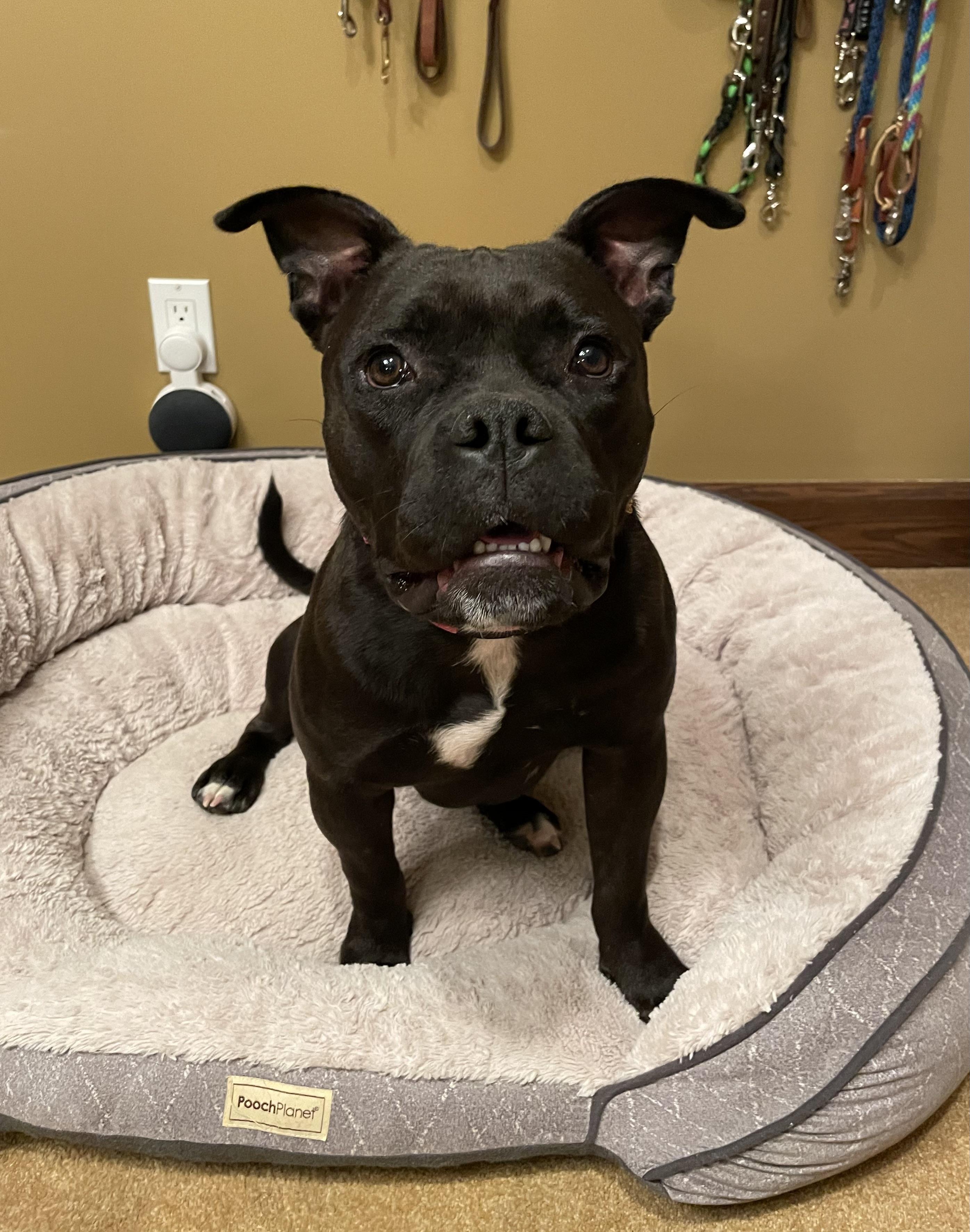 Enlarge Layla, a Adopted mixed breed in Cologne, MN image 6/6