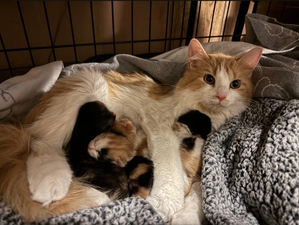 Chappell Roan, Adoptable, Young Female Domestic Short Hair.