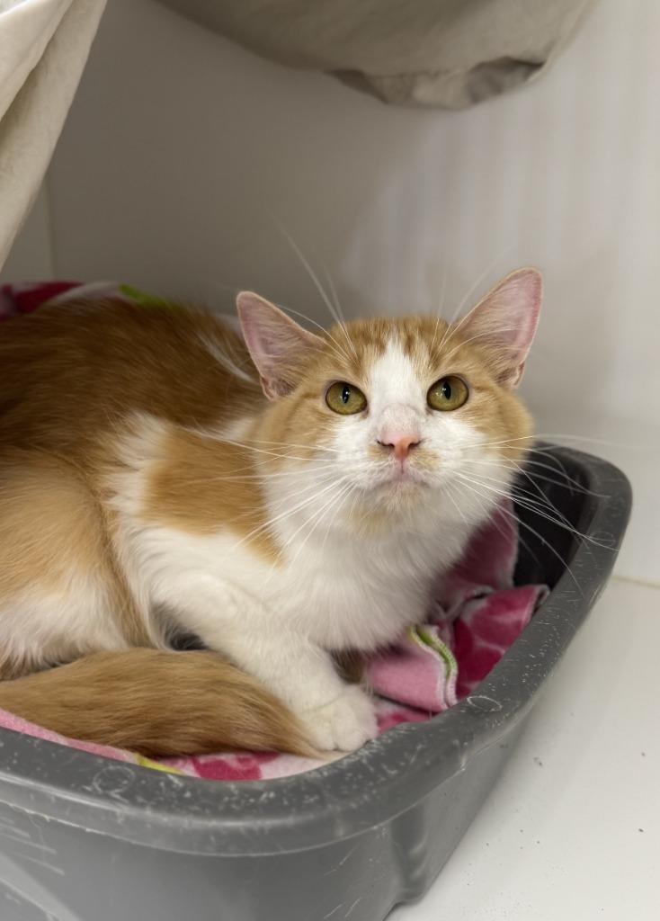 Chappell Roan, a Adoptable mixed breed in Grand Forks, ND image 2/6