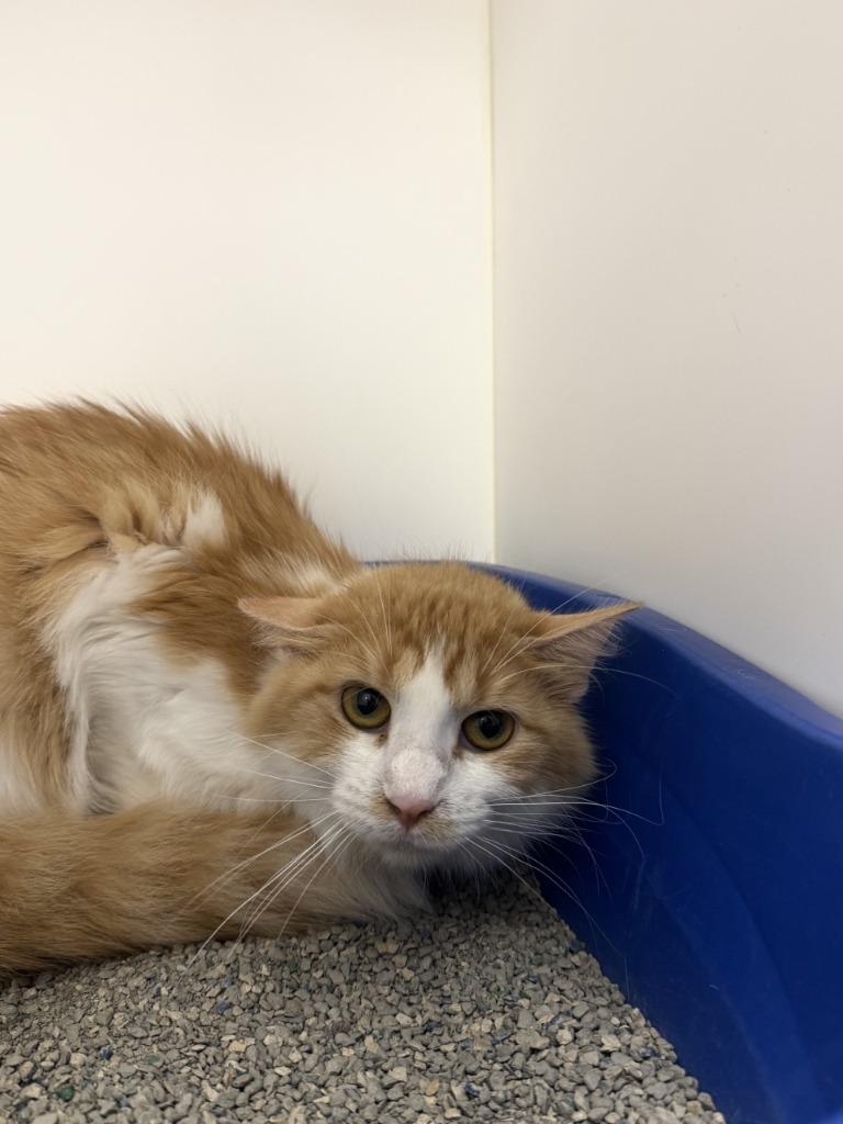 Chappell Roan, a Adoptable mixed breed in Grand Forks, ND image 3/6