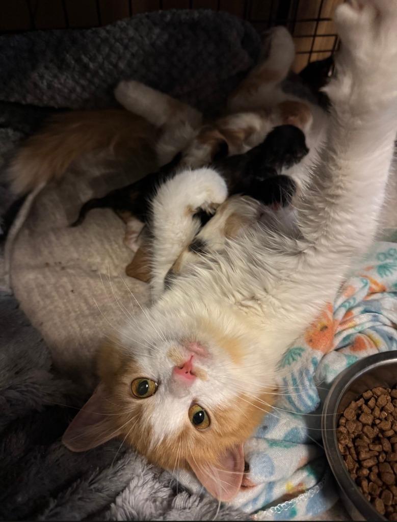 Chappell Roan, a Adoptable mixed breed in Grand Forks, ND image 4/6