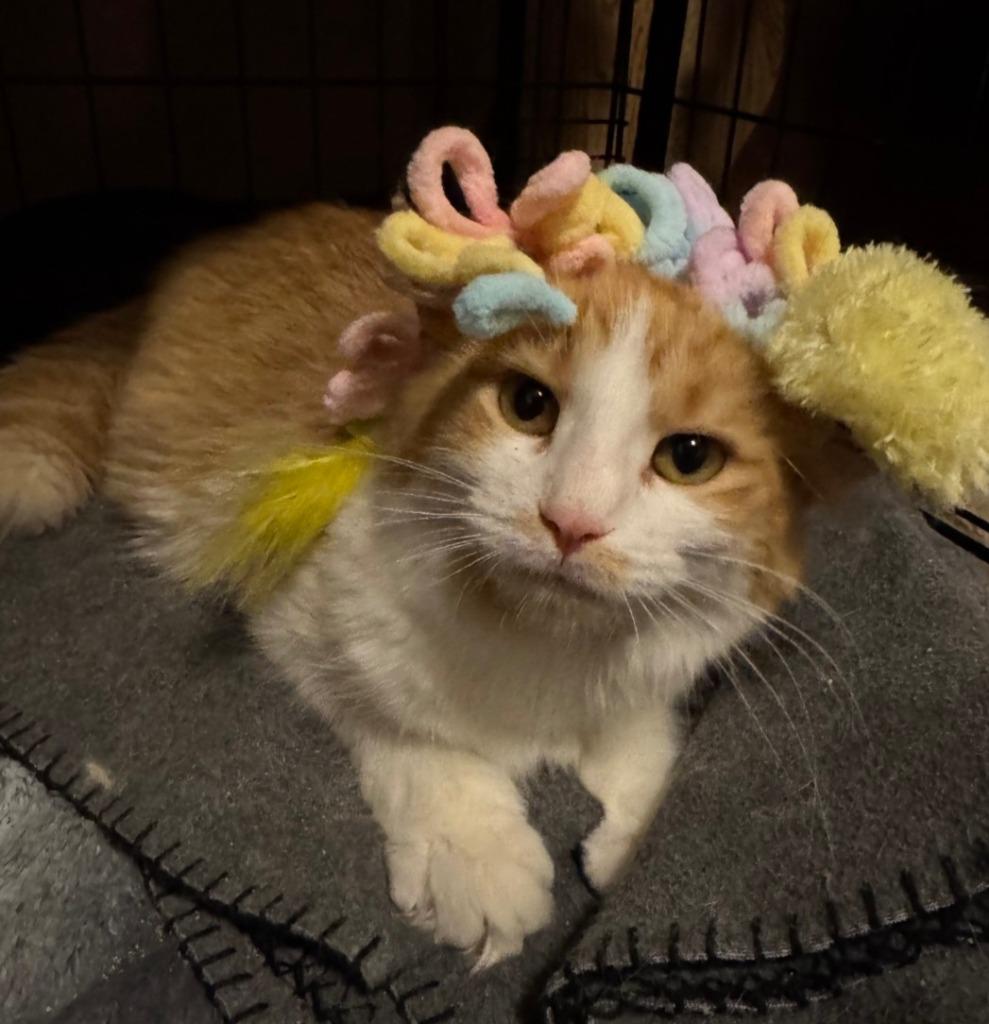 Chappell Roan, a Adoptable mixed breed in Grand Forks, ND image 5/6