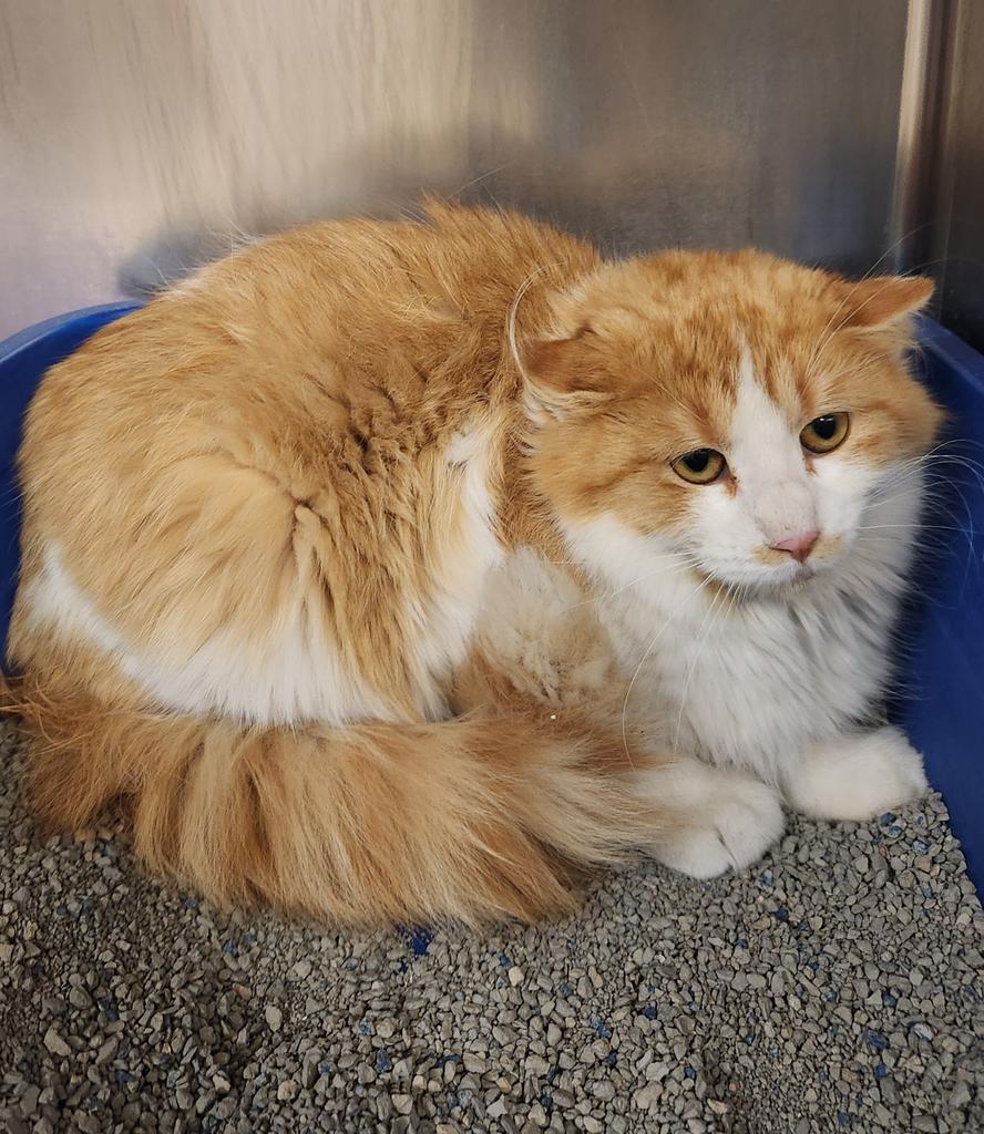 Chappell Roan, a Adoptable mixed breed in Grand Forks, ND image 6/6
