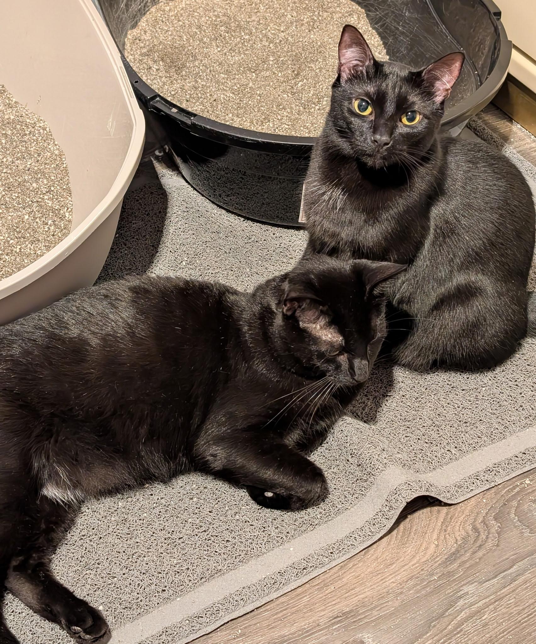 Antman and Coco, a Adoptable Domestic Short Hair in Grand Island, NY image 1/3