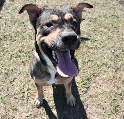 Loki, a Adoptable mixed breed in Inverness, FL image 1/2