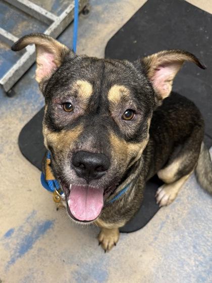 Loki, a Adoptable mixed breed in Inverness, FL image 2/2