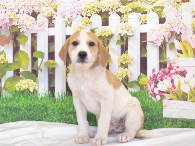 Enlarge CHAMPION, a Adoptable mixed breed in Oroville, CA image 1/1